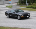 Mustangs in Iceland