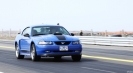 Mustangs in Iceland