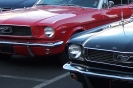 Mustangs in Iceland