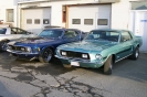 Mustangs in Iceland