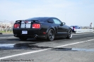 Mustangs in Iceland