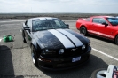 Mustangs in Iceland