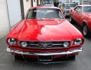 Mustangs in Iceland