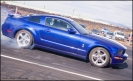 Mustangs in Iceland