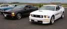 Mustangs in Iceland