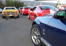 Mustangs in Iceland