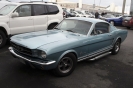 Mustangs in Iceland