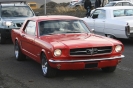 Mustangs in Iceland