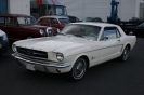 Mustangs in Iceland