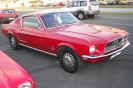 Mustangs in Iceland