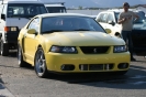 Mustangs in Iceland