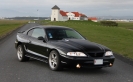 Mustangs in Iceland