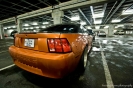 Mustangs in Iceland