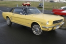 Mustangs in Iceland