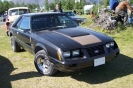 Mustangs in Iceland