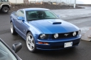 Mustangs in Iceland