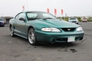 Mustangs in Iceland