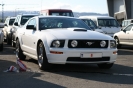 Mustangs in Iceland