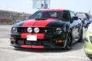 Mustangs in Iceland