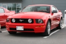 Mustangs in Iceland