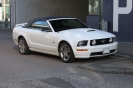 Mustangs in Iceland