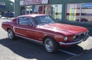 Mustangs in Iceland