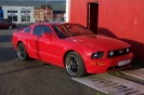 Mustangs in Iceland