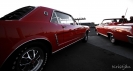 Mustangs in Iceland