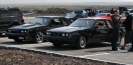 Mustangs in Iceland