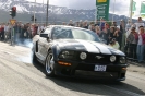 Mustangs in Iceland