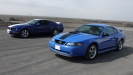 Mustangs in Iceland