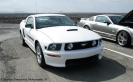 Mustangs in Iceland