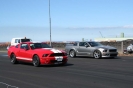 Mustangs in Iceland