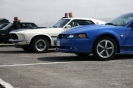 Mustangs in Iceland