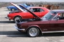 Mustangs in Iceland