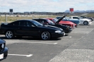 Mustangs in Iceland