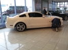 Mustangs in Iceland