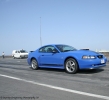 Mustangs in Iceland