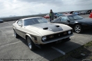 Mustangs in Iceland