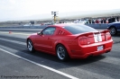 Mustangs in Iceland