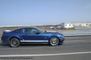 Mustangs in Iceland