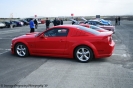 Mustangs in Iceland