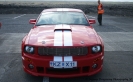 Mustangs in Iceland