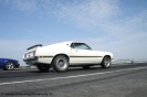 Mustangs in Iceland