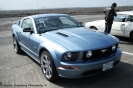 Mustangs in Iceland