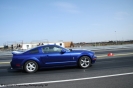 Mustangs in Iceland