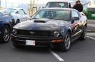 Mustangs in Iceland