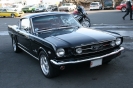 Mustangs in Iceland