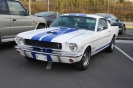 Mustangs in Iceland