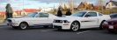 Mustangs in Iceland